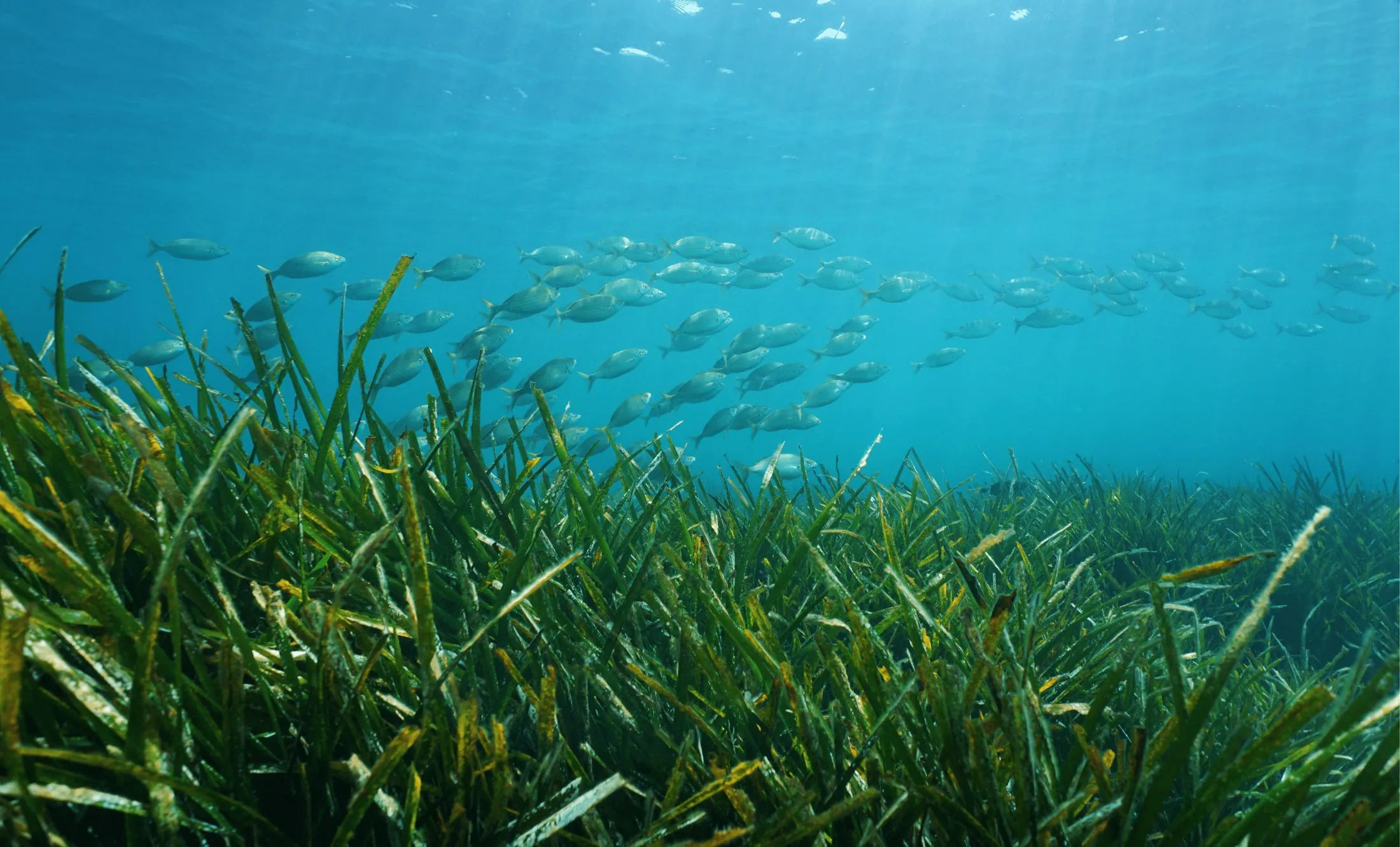 Mediterranean Posidonia oceanica seagrass meadow