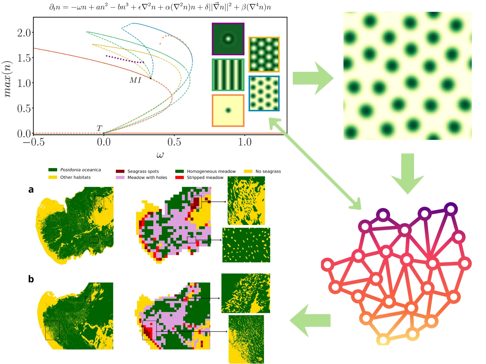 Research on spatial organization and pattern formation